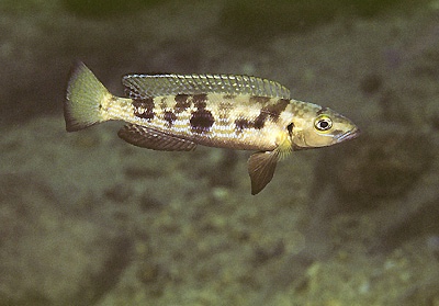 Lepidiolamprologus attenuatus 'Mtoto'